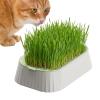 Soil-Free Cat Grass Planter with Catnip Seeds view 1