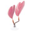 Betta Hammock - Heart-Shaped Leaf view 1