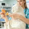Ergonomic Dog Nail Clipper - Anti-Splinter Design for Small Dogs view 3