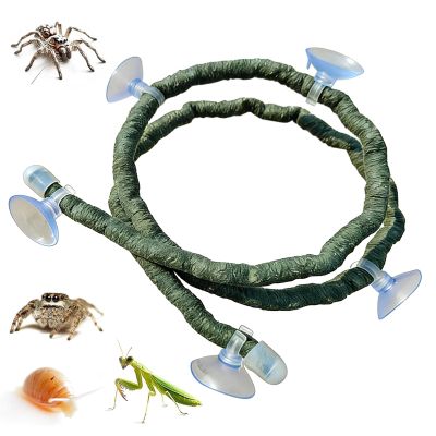 Flexible Terrarium Climbing Plants