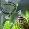 Generic Terrarium Climbing Plants view 2