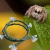 Generic Terrarium Climbing Plants view 3