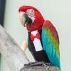 HOUDERCO 2-Pack Cotton Parrot Diapers with Bow view 4