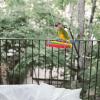 Happyyami Parrot Toy - 2 Pack Hanging Swing for Small Pets view 4