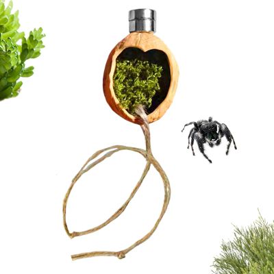 Magnetic Walnut Habitat for Spring Spiders
