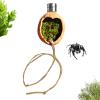 Magnetic Walnut Habitat for Spring Spiders view 1