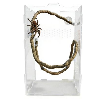 Generic Reptile Climbing Plants for Terrarium