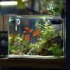 Aquarium Thermometer with LED Display view 4
