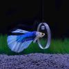Betta Fish Training Ring Set with Suction Cups view 3