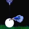 Betta Fish Training Ring Set with Suction Cups view 4