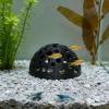 Shrimp Cave Aquarium Decoration - 10 cm Resin Dome view 3