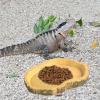 Reptile Feeding and Water Bowl view 2