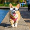 HOOWIFFY Dog Goggles for Outdoor Activities and Car Rides, PC Material, UV Protection, Windproof, Adjustable Strap, Comfortable and Stylish for Small Dogs view 4