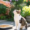 Cat Chew Toy Made from Fishbone Wood view 3