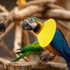 ibasenice Bird Bite-Protective Collar for Parrots, Yellow, Microfiber Leather view 4