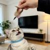Adjustable Interactive Feather Cat Toy Collar view 4