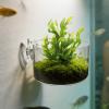 Aquarium Plant Holder - Clear Acrylic Holder with Suction Cup view 3
