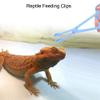 Plastic Terrarium Feeding Tongs for Reptiles view 3