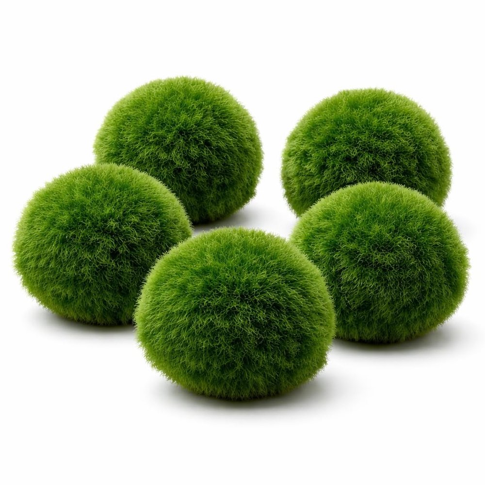 Marimo Moss Balls for Aquariums - 5 Pack (3-4 cm)