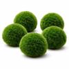 Marimo Moss Balls for Aquariums - 5 Pack (3-4 cm) view 1