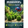 Marimo Moss Balls for Aquariums - 5 Pack (3-4 cm) view 4