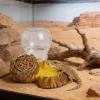 Reptile Water and Feeding Dish - Natural-Texture Climbing Dish for Tortoises view 3