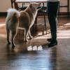 Amosfun 6-Pack Transparent Urine Pad Holders for Dogs view 4