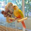 Pine Cone Bird Toy for Parakeets view 3