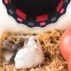 Cabilock Quiet Wooden Hamster Wheel for Small Rodents view 4