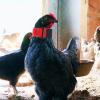 INOOMP Adjustable Rooster Collars 2-Pack view 4
