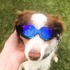 TEHAUX Colorful Funny Dog Sunglasses with Adjustable Nylon Band view 3
