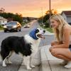 Noise-Reducing Ear Muffs for Dogs with Adjustable Fit view 2