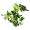 JEWEDECO Hanging Artificial Reptile Leaf Decoration with Suction Cup, Green view 1