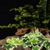JEWEDECO Hanging Artificial Reptile Leaf Decoration with Suction Cup, Green view 4