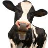 Toddmomy 2-Piece Iron Livestock Bells, Loud Retro Design, Portable and Decorative view 4