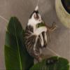 Beeztees Jungle Raddi Cat Toy view 3