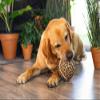 Beeztees Jungle Ball Panther, Dog Toy, Brown, 12.5 cm view 2