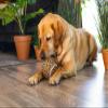 Beeztees Jungle Ball Panther, Dog Toy, Brown, 12.5 cm view 3