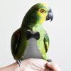 Washable Cotton Bird Diaper for Large Parrots and Parakeets, L view 4