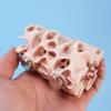 MALSSE Bug Habitat with Climbing Tunnel and Ventilated Design view 3