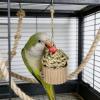 Budgie Toy | Natural Interactive Fun Swing view 3