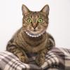 NESTINGHO Elegant Pet Collar with Imitation Pearls and Bow view 4