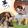 Adjustable Cat Harness with Camera Mount view 4