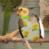 Reusable Bird Diapers | 2X Training Diapers for Pets view 4