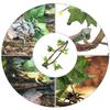 BETOOKY 2-Pack Reptile Climbing Plants view 3