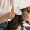 Detangling Pet Hair Brush, Reusable Grooming Tool view 3