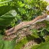 30 cm Reptile Climbing Branch view 4