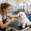 Pet Toothbrush for Cats and Small Dogs view 3