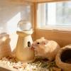 Chinchilla Water Bottle - Automatic Drip-Free Dispenser for Small Pets view 3