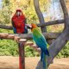 HOOWIFFY Wooden Bird Toy, Wear-Resistant Climbing Ladder with Hard Texture for Parrots and Budgies view 4